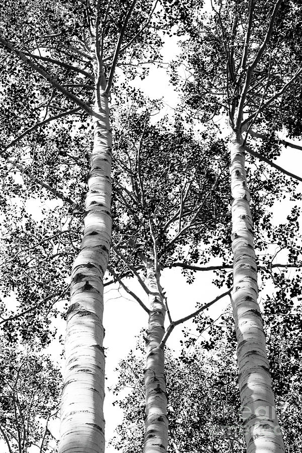 Three Aspens Photograph by Roselynne Broussard