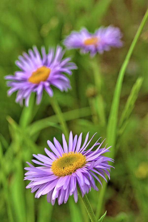 Three Asters Photograph by Bob Falcone