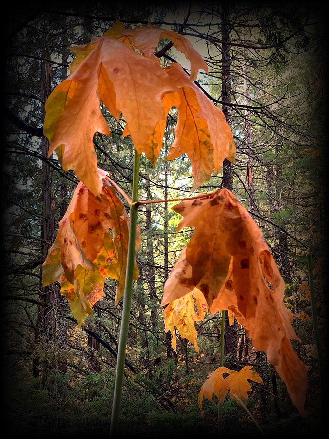 Three Autumn Leaves Photograph by Beverly Read