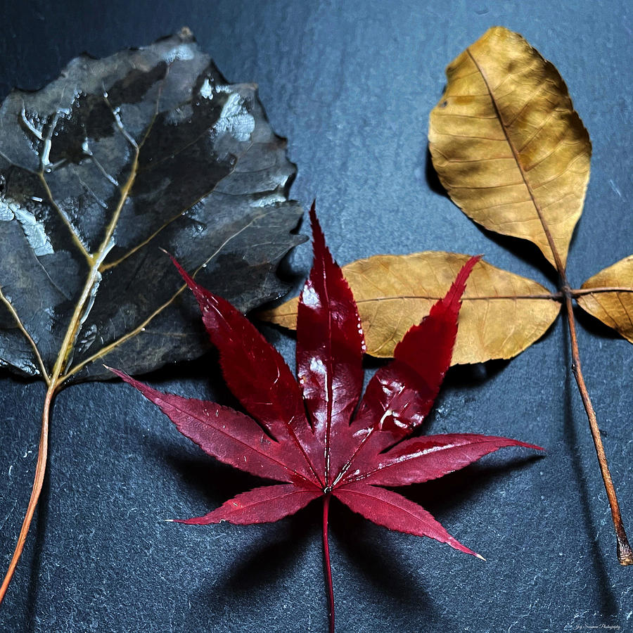 Three Autumn Leaves Photograph by Joy Sussman