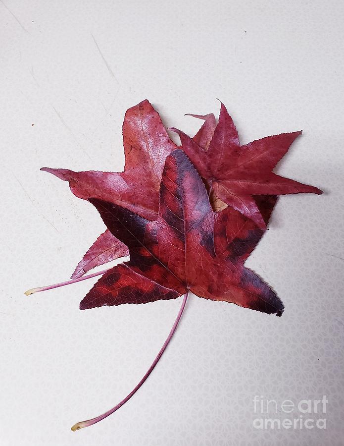 Three Autumn Leaves Photograph by Margaret Welsh Willowsilk
