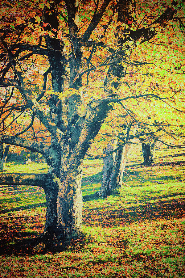 Three Autumn Trees Photograph by Dan Carmichael