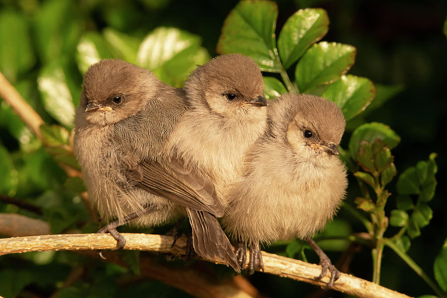 Wildlife Photograph - Three Baby Birds Huddle on a Branch by Thomas Morris