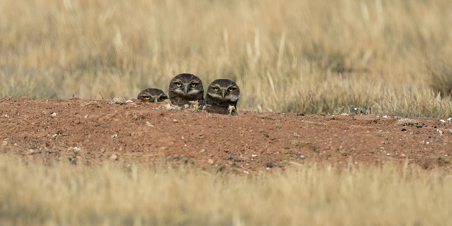 Three Baby burrowing owls Photograph by Gary Langley