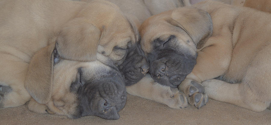 Three baby English Mastiffs sleeping together  Photograph by Jennifer Wallace