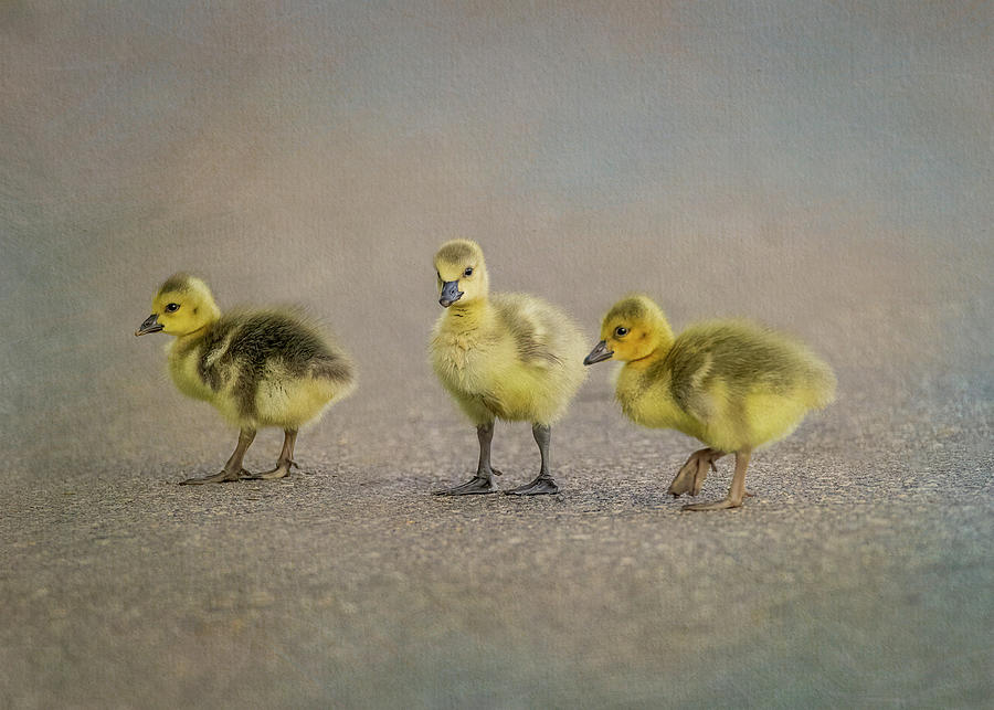 Three Baby Geese Photograph