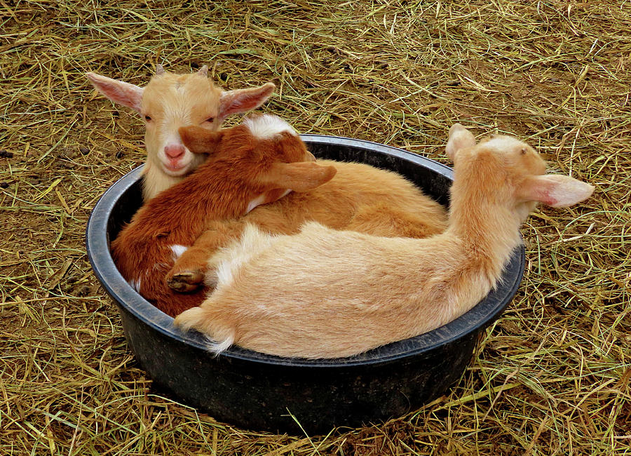 Three Baby Goats in a Bowl Photograph by Linda Stern