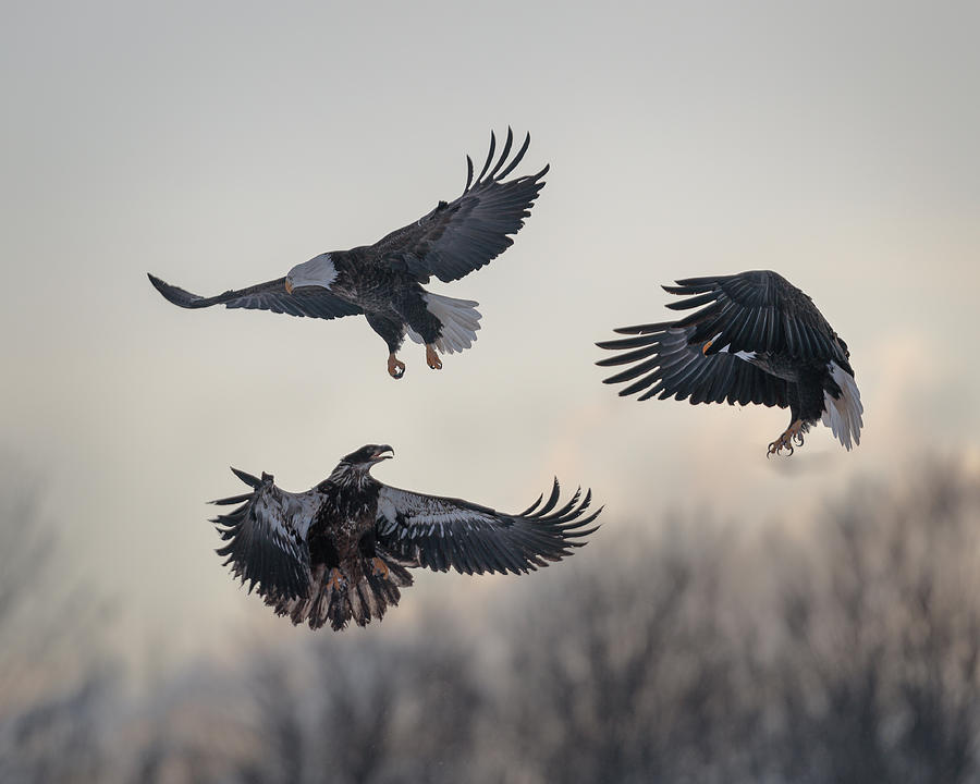 Three bald eagles Photograph by Murray Rudd