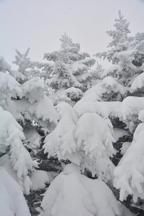 Three Balsam Furs Covered in Snow Photograph by Raymond Salani III