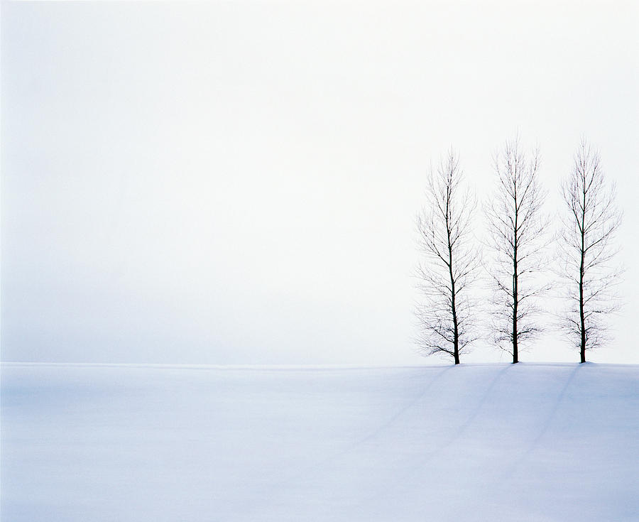 Three Bare Tree in Snow Covered Land Photograph by Panoramic Images
