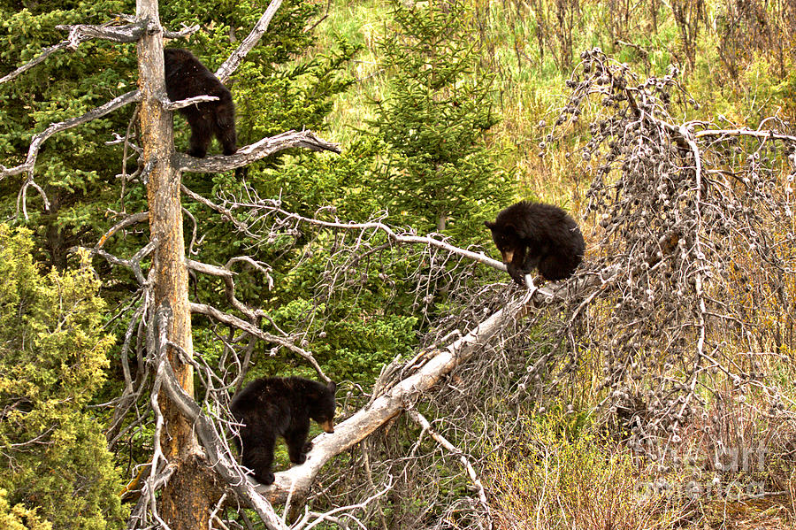 Three Bears In A Tree Photograph by Adam Jewell