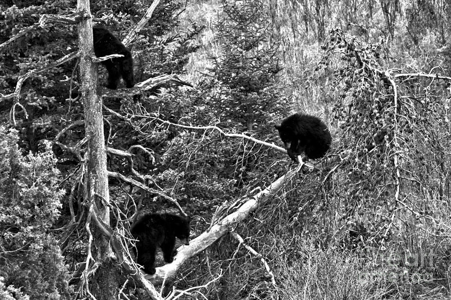 Three Bears In A Tree Black And White Photograph by Adam Jewell
