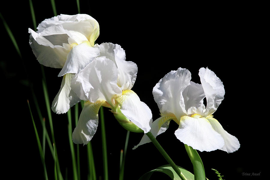Three Beautiful White Irises Photograph by Trina Ansel