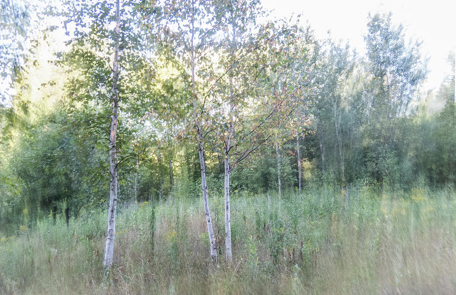 Three Birch Trees Photograph by Patti Deters