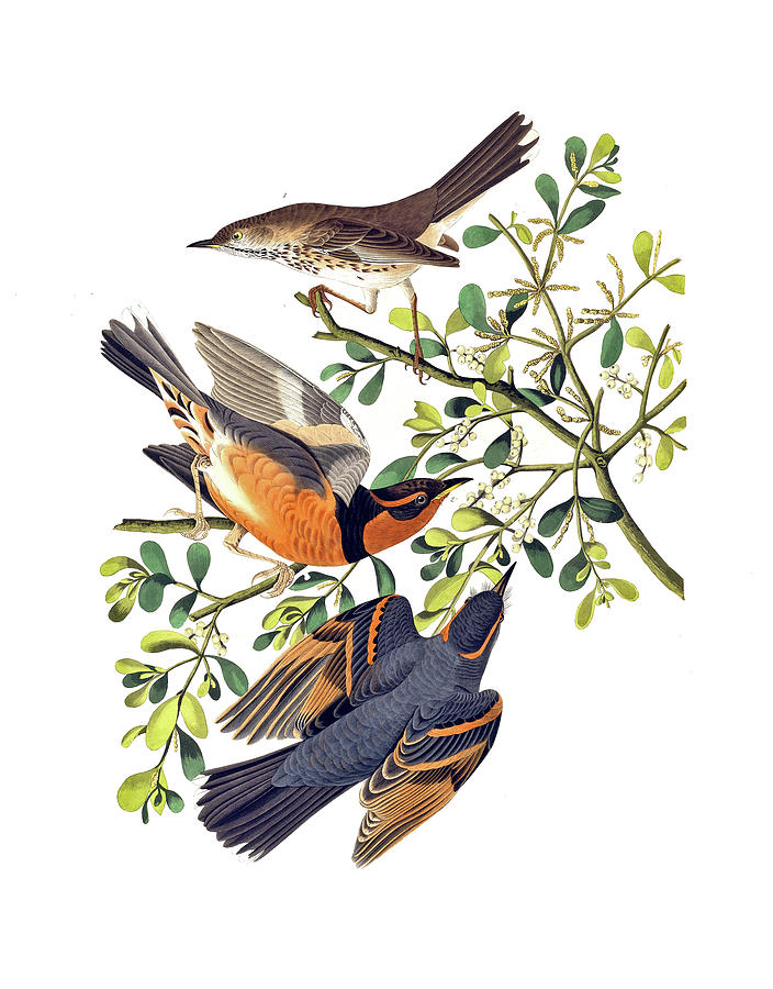 Three Birds on a Branch Digital Art by Long Shot