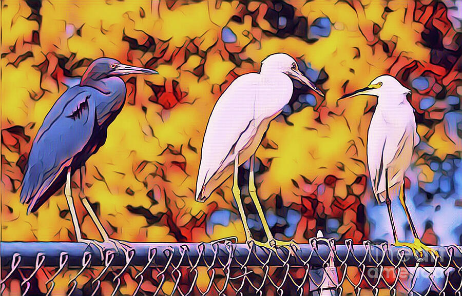 Three Birds on a Fence Photograph by Joanne Carey