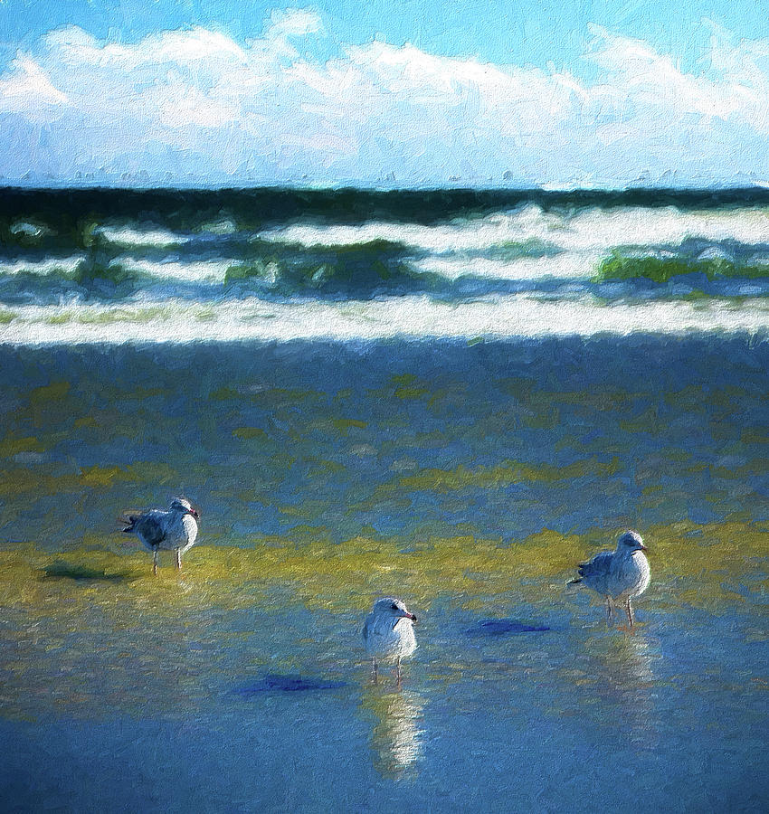 Three Birds on Outer Banks Beach ap Photograph by Dan Carmichael