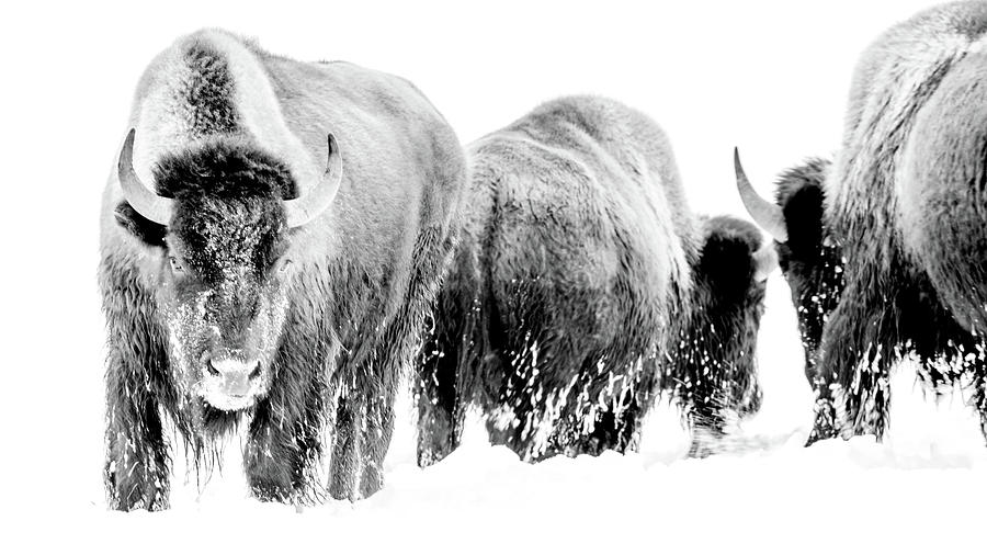 Three Bison Black and White Photograph by Ray Kent