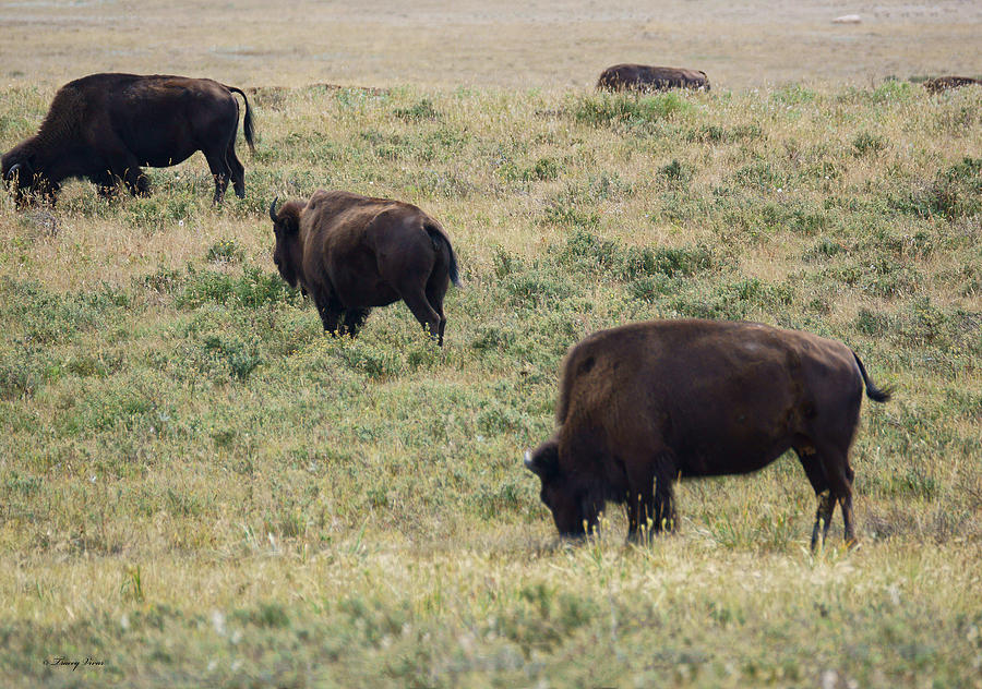 Three Bison Peacefully Grazing Photograph by Tracey Vivar