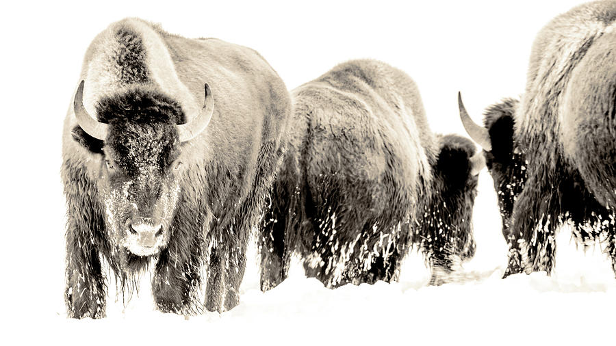 Three Bison Sepia Photograph by Ray Kent