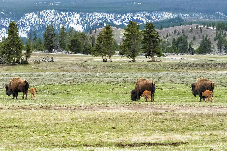 Three Bison with Calves in Yellowstone Photograph by Belinda Greb