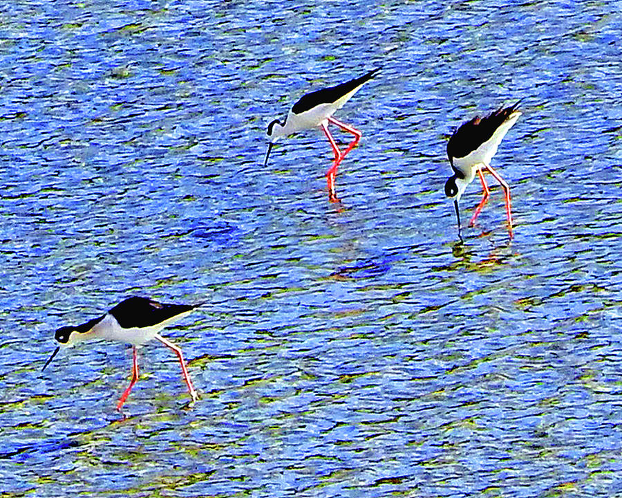 Three Black Necks Photograph by Andrew Lawrence - Fine Art America