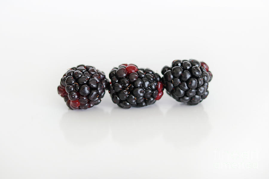 Three Blackberries on White Background 7308 Photograph by Jack Schultz