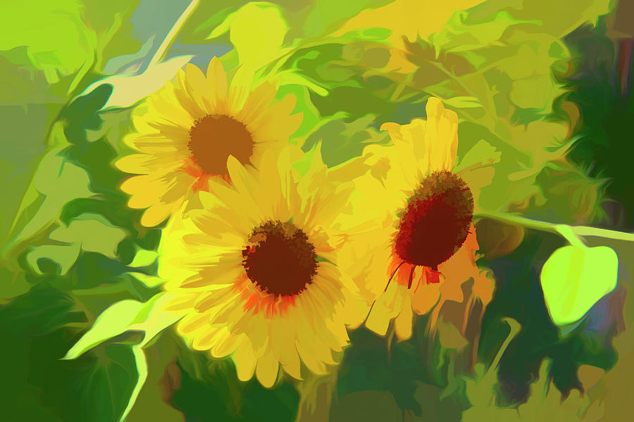 Three bloomin sunflowers  Digital Art by Cathy Anderson