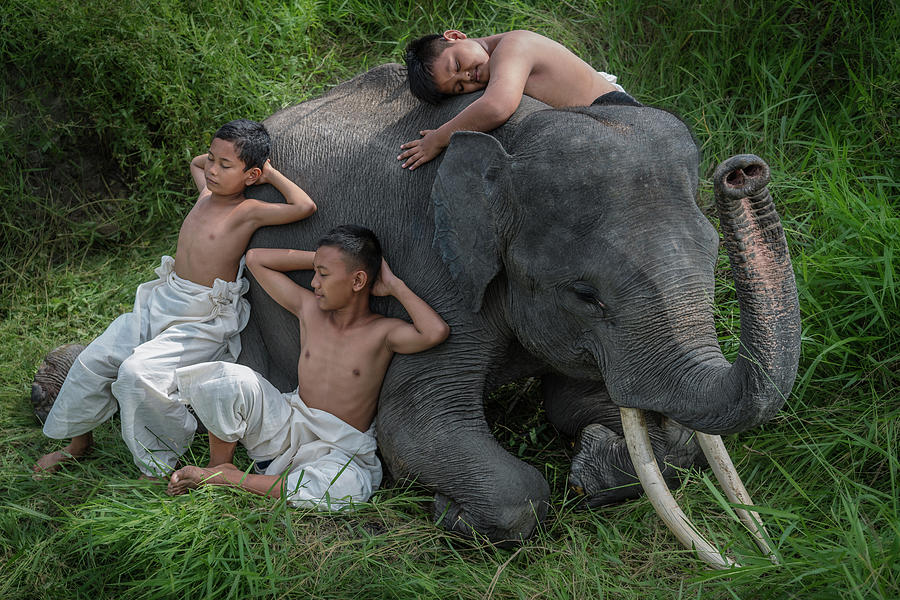 Three boys taking a nap with their best friend, a juvenile asian elephant Photograph by Anges Van der Logt