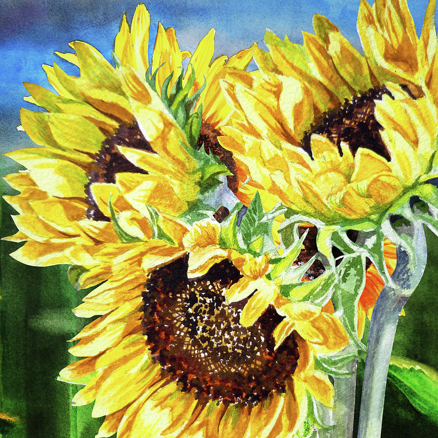Three Bright Yellow Sunflower Watercolor Happy Flowers  Painting by Irina Sztukowski