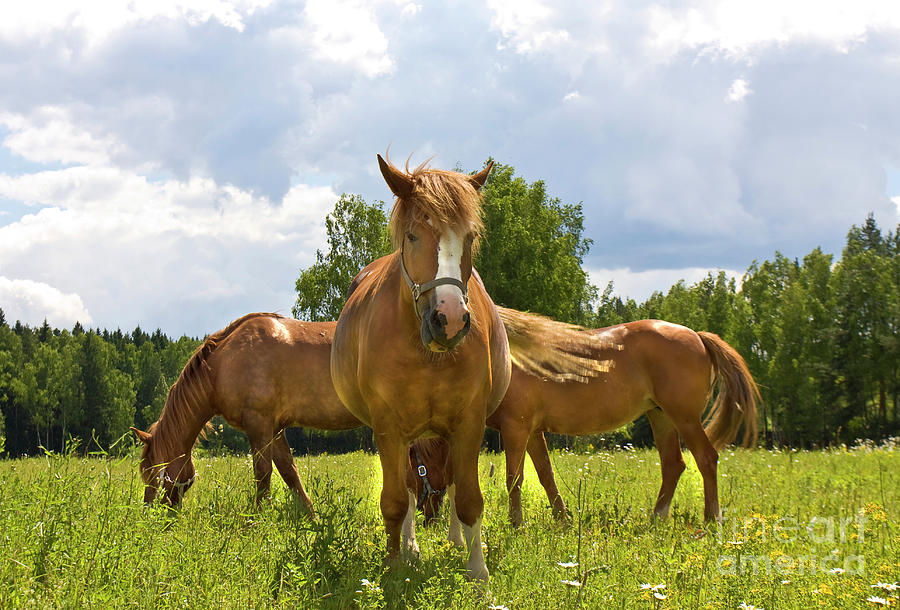 Three brown horses on meadow Photograph by Irina Afonskaya