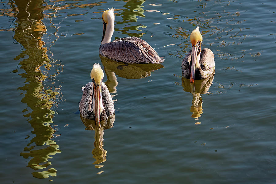 Three Brown Pelicans Swimming Photograph by Sally Weigand