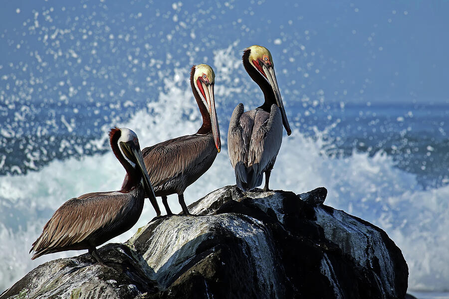 Bird Photograph - Three Brown Pelicans by William Mertz Photography