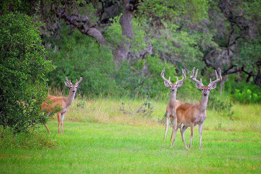 Three Bucks Photograph by Lynn Bauer