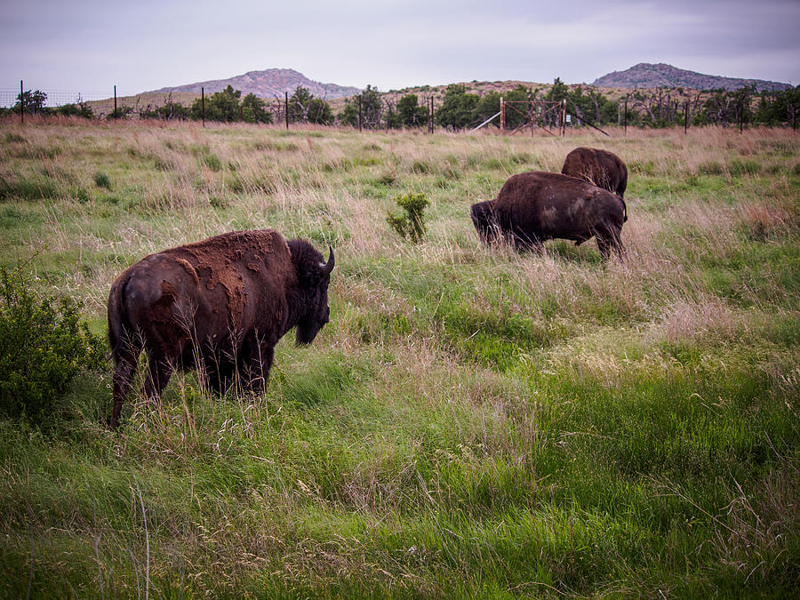Three Buffalo Photograph