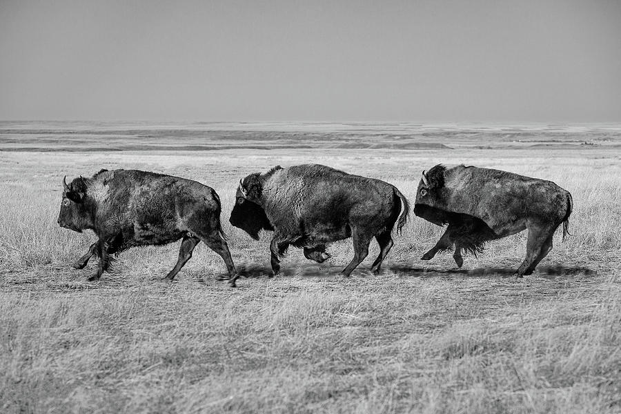 Black And White Photograph - Three Buffalo in Black and White by Todd Klassy