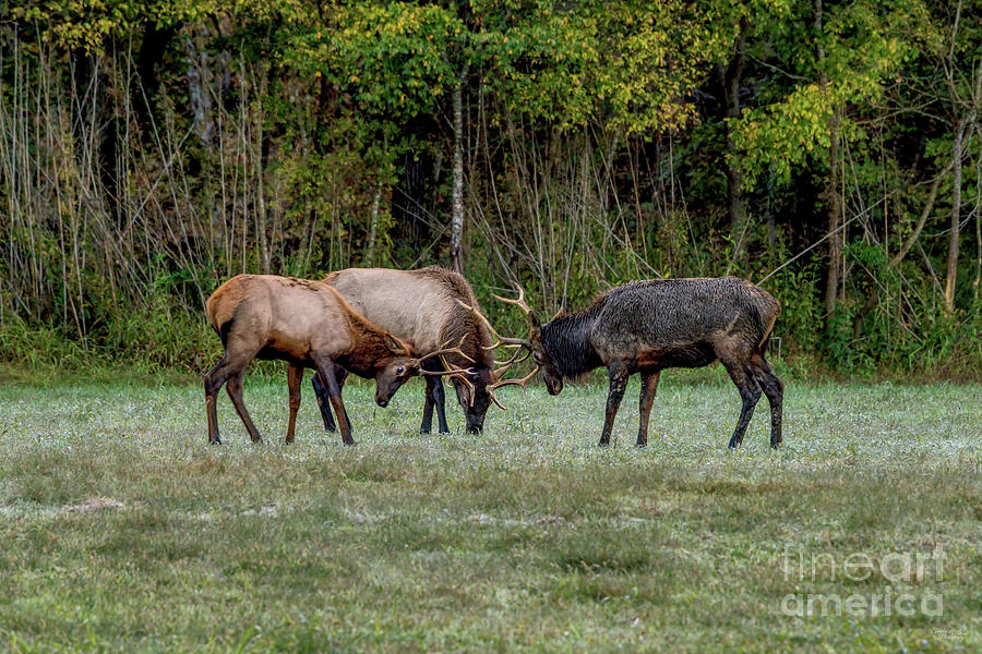 Three Bull Elk Fight Photograph by Jennifer White