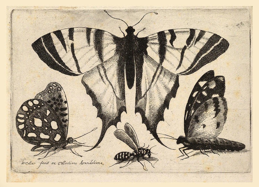 Three Butterflies and a Wasp Drawing by Wenceslaus Hollar