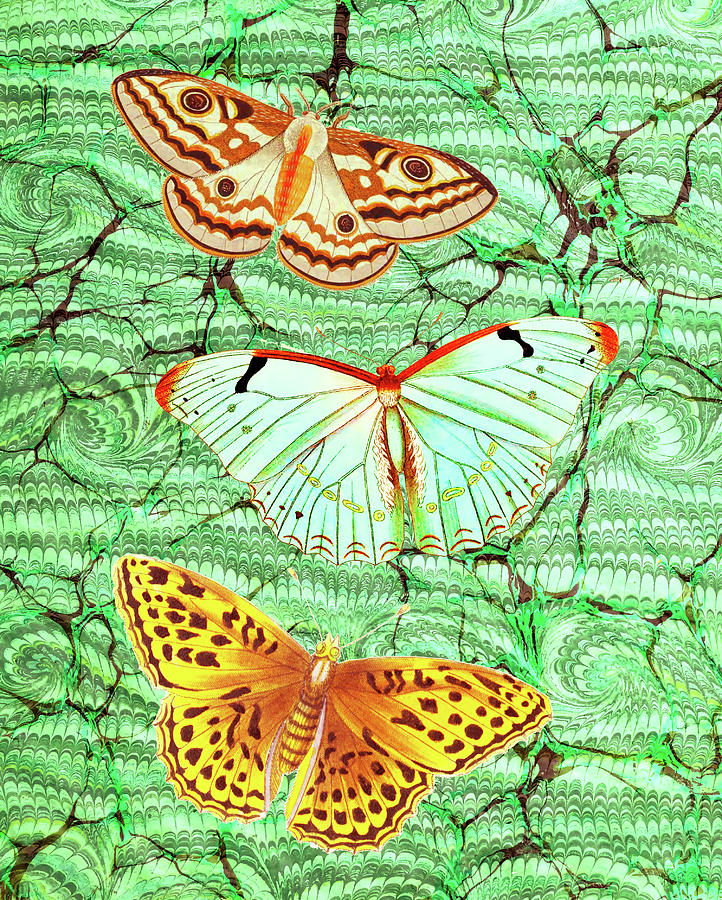 Three Butterflies Mixed Media by Lorena Cassady