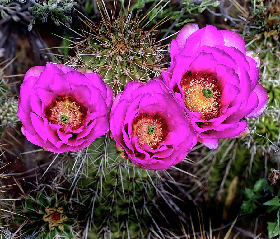 Three Cactus Blossoms Photograph by Bob Falcone