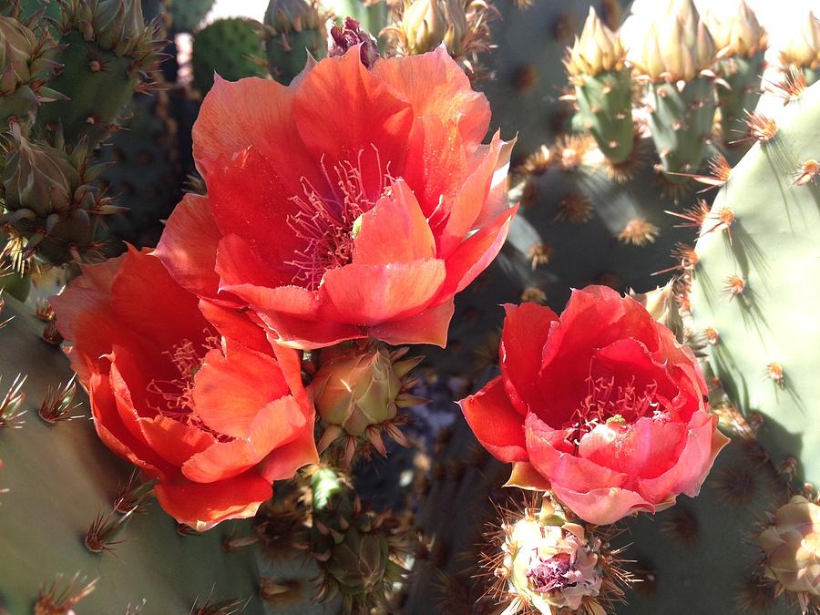 Three cactus flowers in Arizona Photograph by Vasanti Deshpande - Fine ...