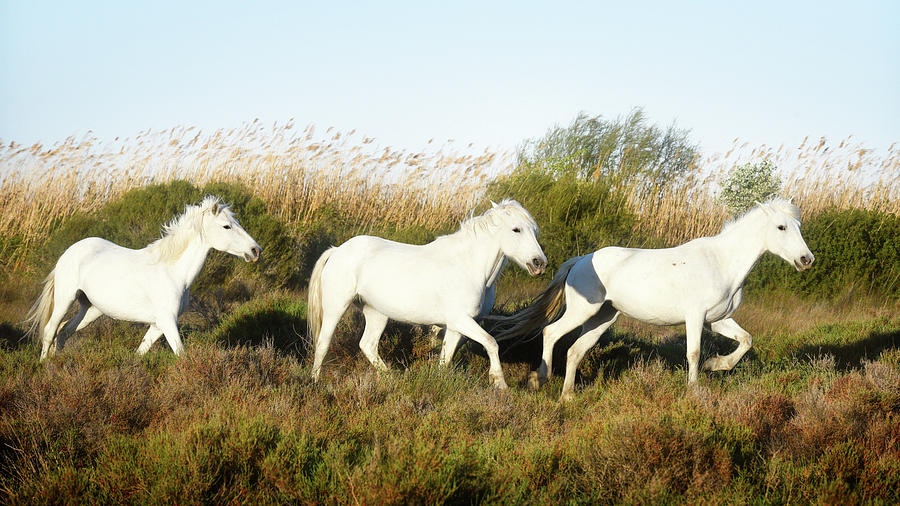 Three Camargue horses at sunset Photograph by Jean Gill