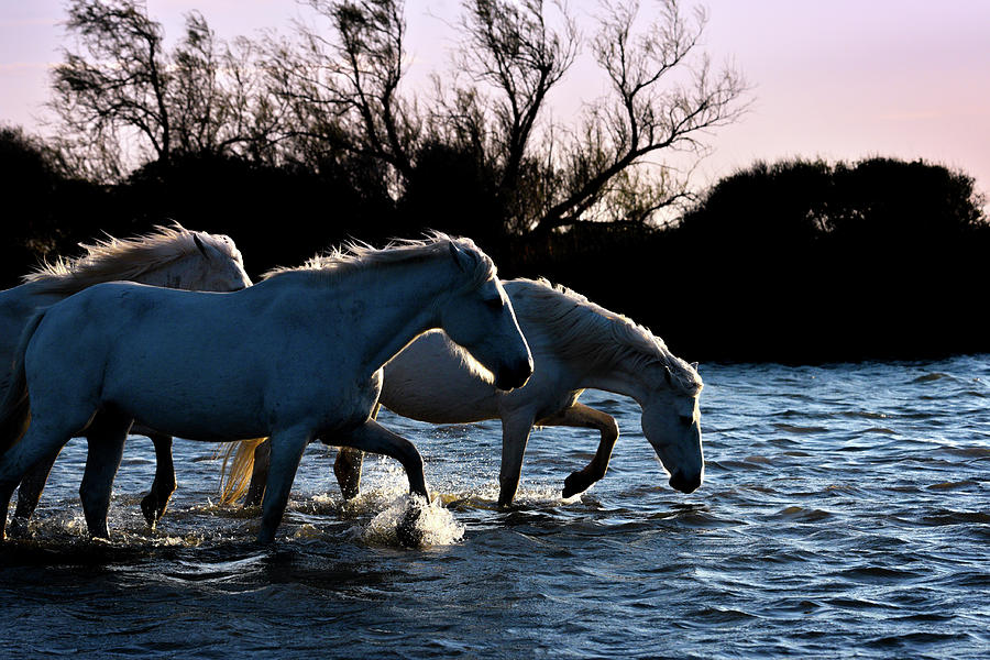 Three Camargue horses in the lake Photograph by Jean Gill