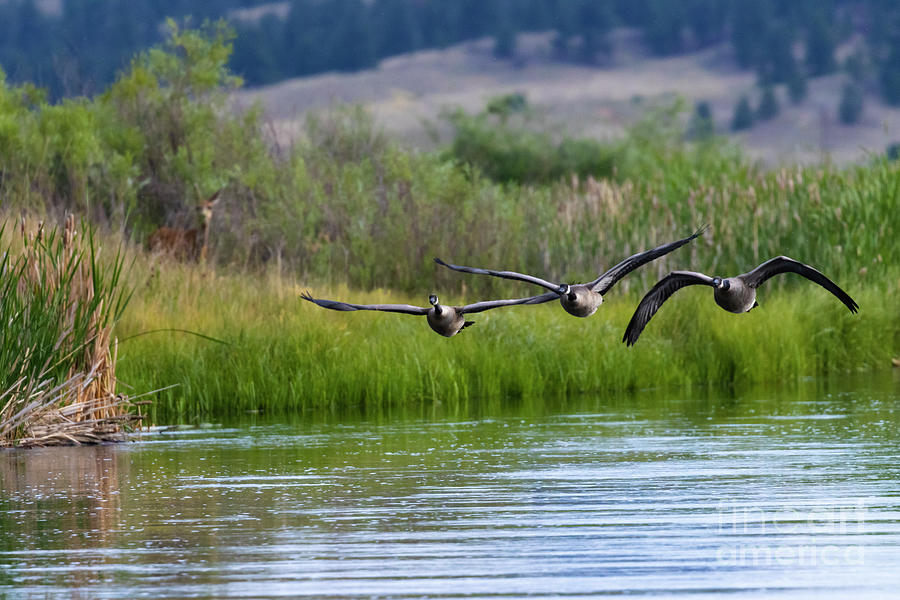  Three Canada Geese in Flight Photograph by Steven Krull