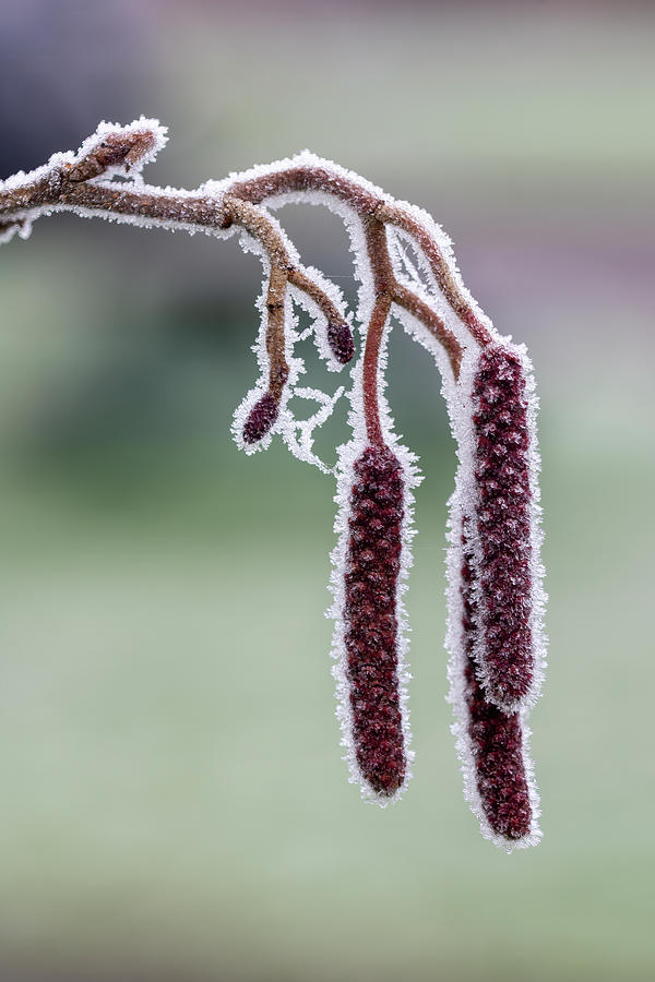 Three catkins in winter Photograph by Steev Stamford