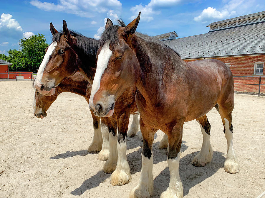 Three Clydesdales Photograph by Lora J Wilson