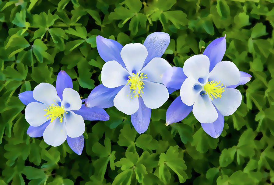 Three Columbines Photograph by Eric Glaser
