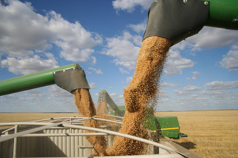 Three combines pour grain into one truck hopper at harvest Photograph by Lightguard
