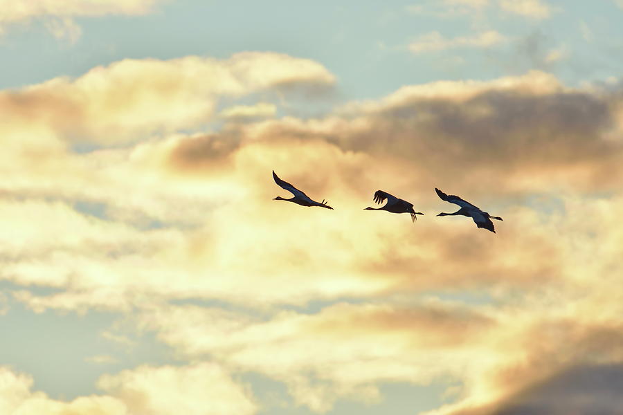 Three common cranes are flying past golden clouds illuminated by the sinking sun Photograph by Ulrich Kunst And Bettina Scheidulin