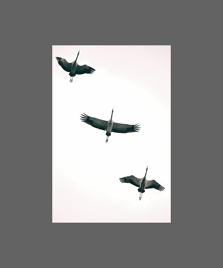 Three Common Cranes Flying In Midair From Below Digital Art by Sibainu ...